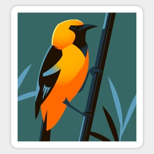 Hooded oriole Sticker